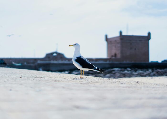 10 Days Desert Tour from fes