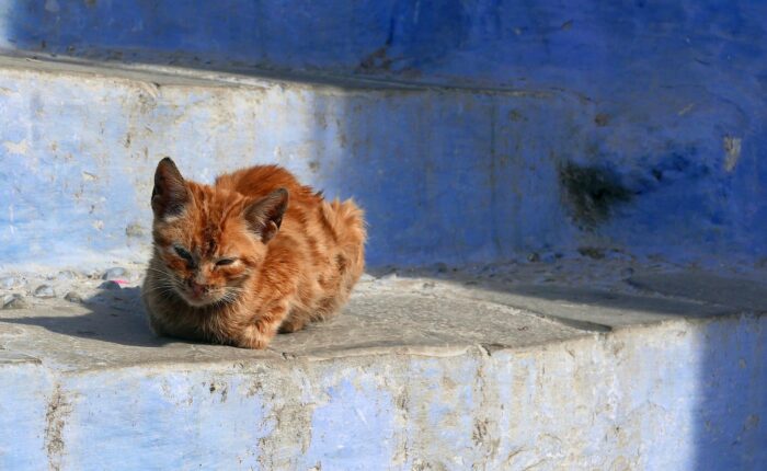 1 Day trip from Fes to Chefchaouen