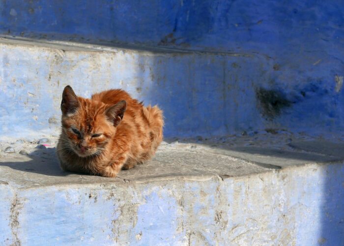 1 Day trip from Fes to Chefchaouen