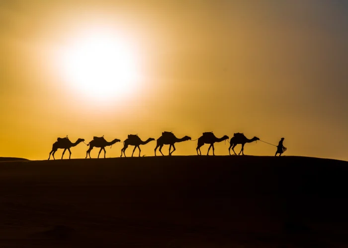 A Sunset Camel Ride in Merzouga